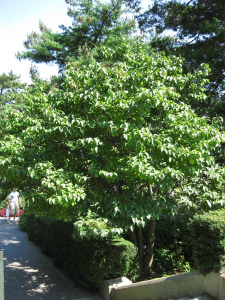 File:IMG 0163 nybg09.jpg
