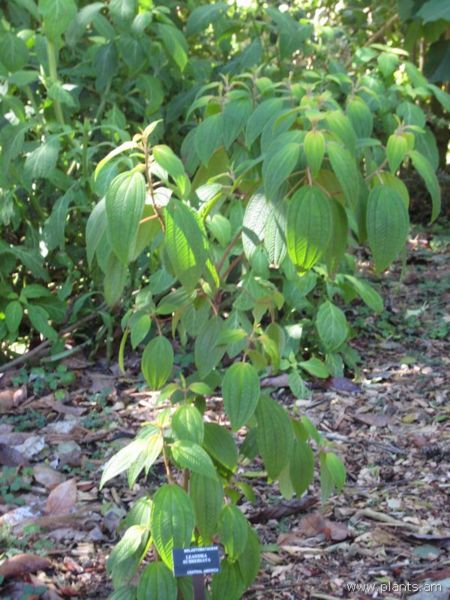 File:Leandra subseriata-IMG 7725 sfbg0308.jpg