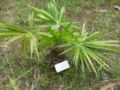 livistona chinesis