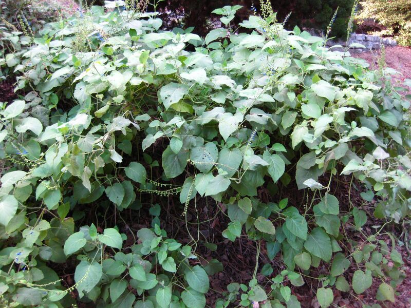 File:Mrq9eomd84mct04wdoxau18x14ehgds.jpg