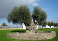 Large olive tree
