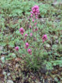 Castilleja exserta, Owl's Clover. This species was formally classified as Orthocarpus.