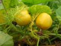 Fruits