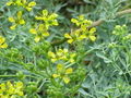 Thumbnail for version as of 10:00, 7 October 2007
