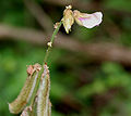 Tephrosia villosa in Hyderabad, India.