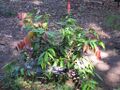 Thumbnail for version as of 09:04, 29 April 2025