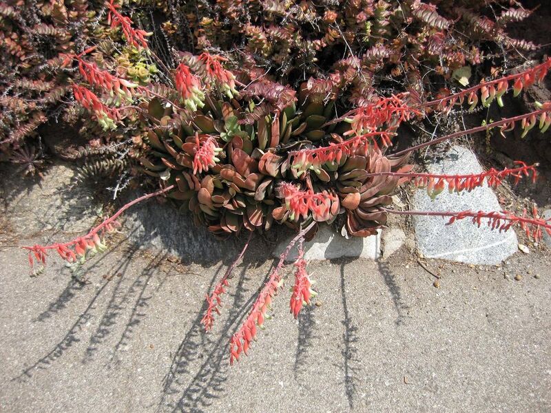 File:1024px-IMG 4301 hunt0904.jpg