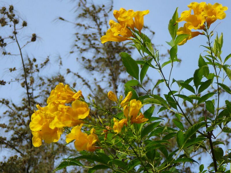 File:1024px-Tabebuia chrysostricha 0002.jpg