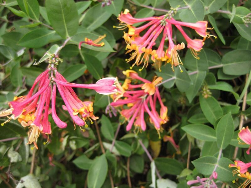 File:1280px-IMG 1374 bbg09.jpg