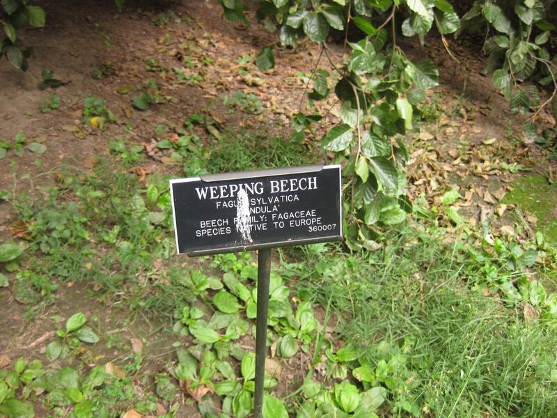 File:1280px-IMG 1408 bbg09.jpg