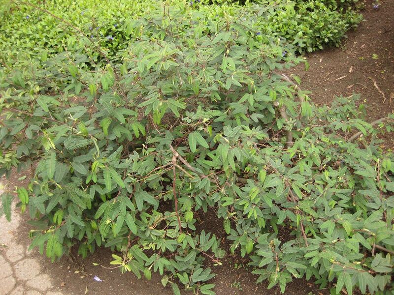 File:1280px-IMG 7106 hunt09jun.jpg