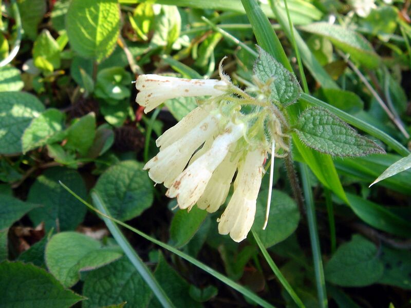 File:1280px-Symphytum ibericum-1.JPG