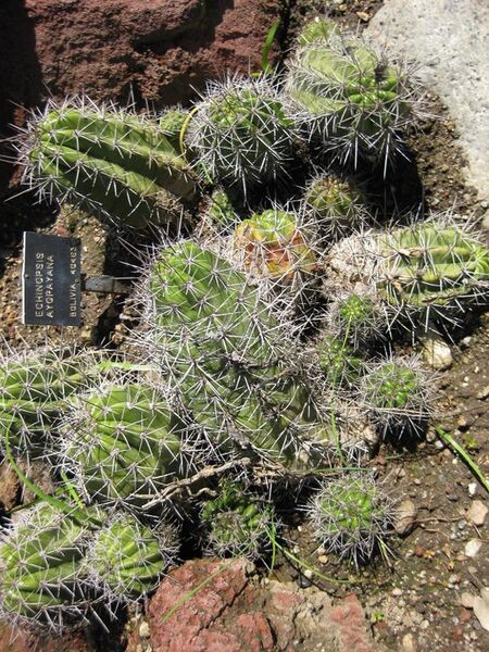 File:576px-IMG 2498 hunt0903.jpg