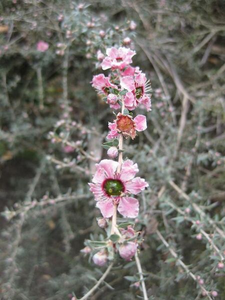 File:576px-IMG 4648 hunt0904.jpg