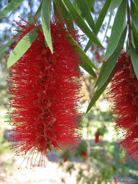 File:Callistemon viminalis-balboa-IMG 0952 hunt07.jpg