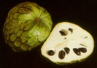 Cherimoya fruit