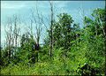 Thumbnail for version as of 12:03, 24 July 2007