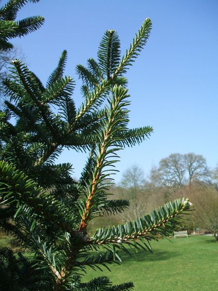 File:Fir (Abies forrestii) 2.JPG
