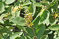 Grewia flavescens