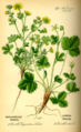 Potentilla sterilis (on the right) illustration.