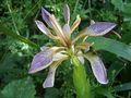 Iris foetidissima Gladwin iris