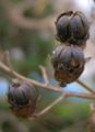 Close-up of ripened fruit (L. indica)