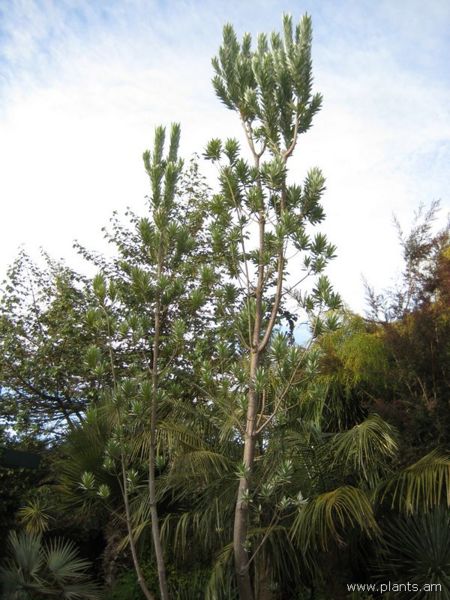 File:Leucadendron argenteum-IMG 7617 sfbg0308.jpg