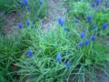 Photo of Grape Hyacinth growing in the wild in Armenia.