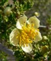 P. tridentata, Red Rock Canyon, Nevada
