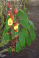 Thunbergia mysorensis flowers