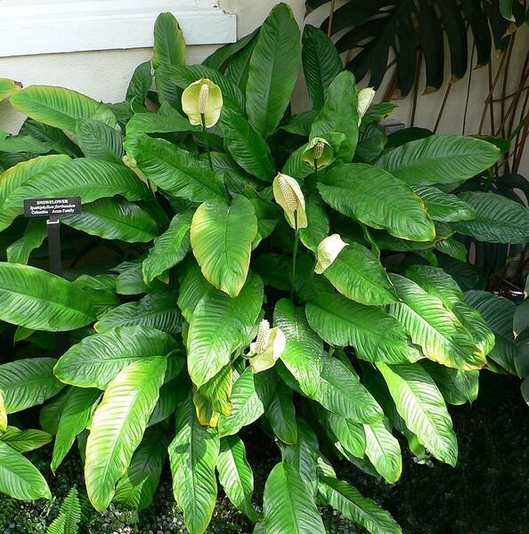 File:1014px-Spathiphyllum floribundum2.jpg