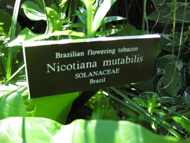File:1024px-IMG 0226 nybg09.jpg