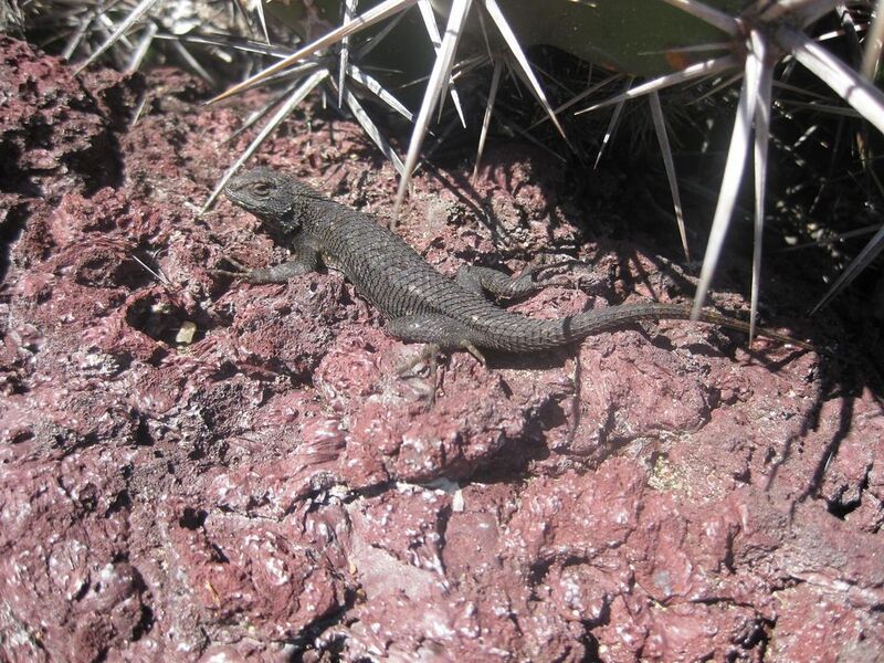 File:1024px-IMG 2414 hunt0903.jpg