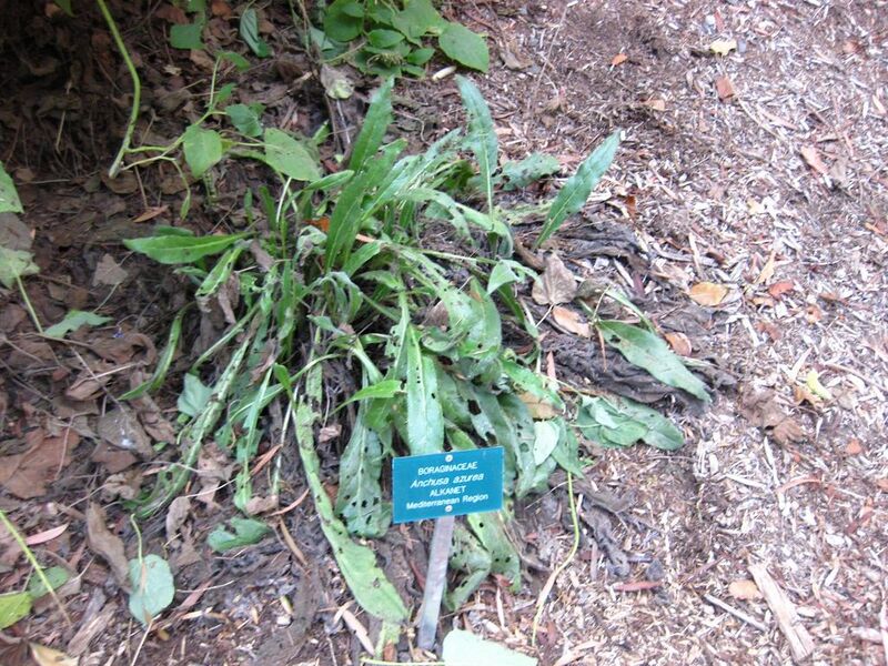 File:1024px-IMG 2499 ucla09.jpg