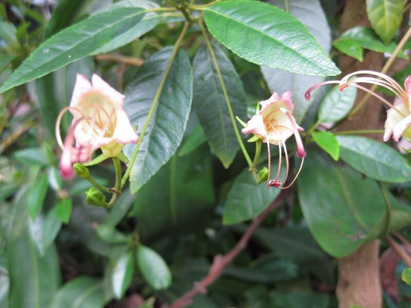 File:1280px-IMG 1713 hunt09oct.jpg