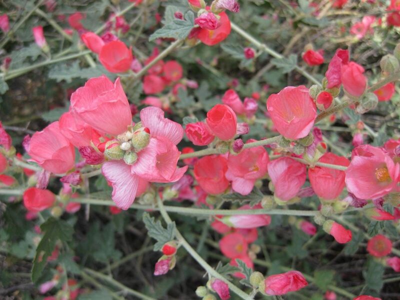 File:1280px-IMG 4414 hunt0904.jpg