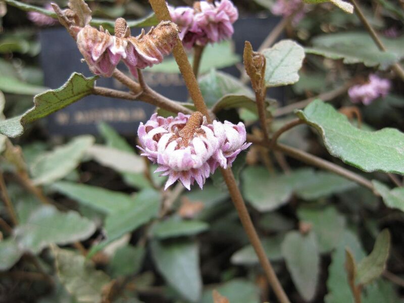 File:1280px-IMG 4590 hunt0904.jpg