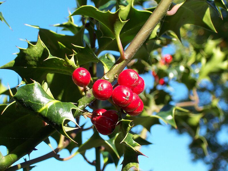 File:1280px-Ilex-aquifolium (Europaeische Stechpalme-1.jpg
