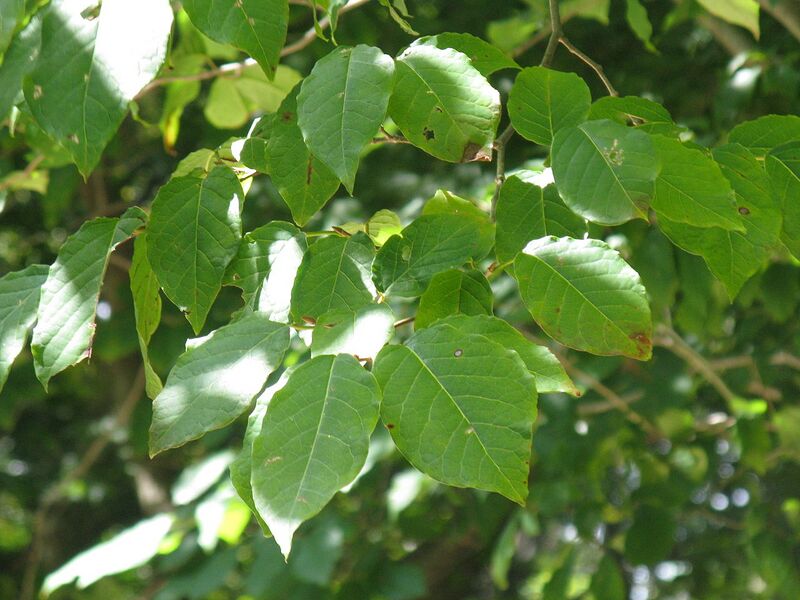File:1280px-Sapium japonicum2.jpg