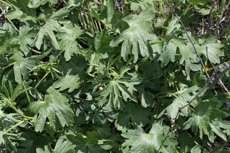 File:1280px-Sidalcea oregana 9356.JPG