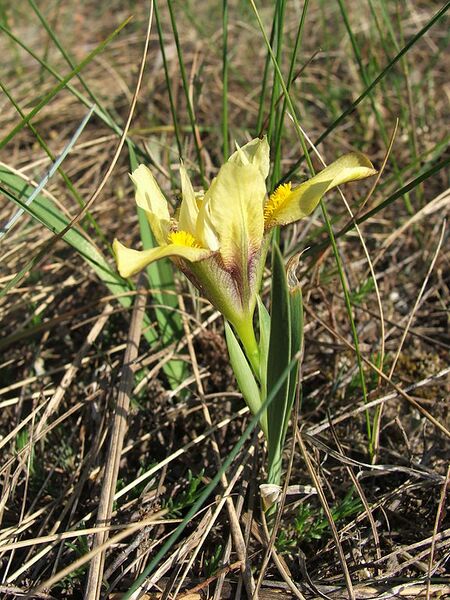File:576px-Iris humilis subsp arenaria.jpg