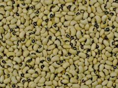 Black-eyed peas, Vigna unguiculata ssp. dekindtiana