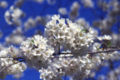 Cherry tree flowers
