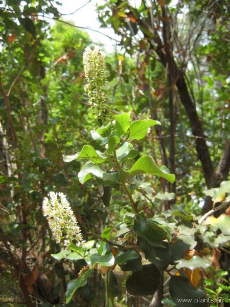 File:Escallonia pulverulenta-IMG 3061 lokrun.jpg