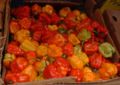 Scotch bonnet peppers