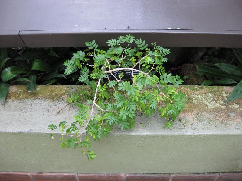 File:IMG 0946 bbg09.jpg