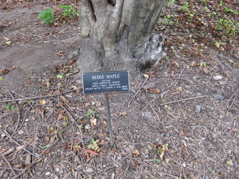File:IMG 1325 bbg09.jpg