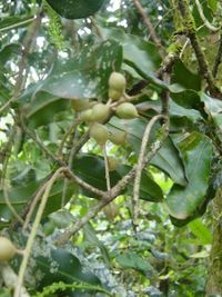 Macadamia integrifolia foliage and nuts
