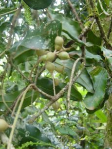 Macadamia integrifolia foliage and nuts