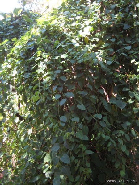 File:Passiflora actinidia-IMG 7779 sfbg0308.jpg